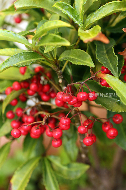 中草药- Ardisia Crenata Sims